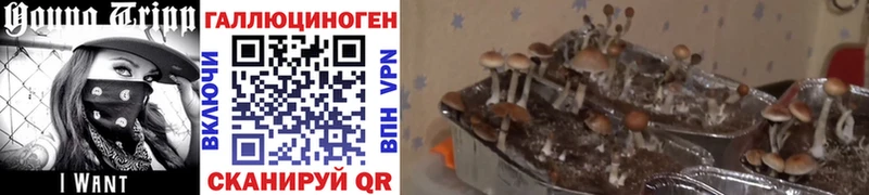 это какой сайт  Закаменск  Псилоцибиновые грибы Magic Shrooms 